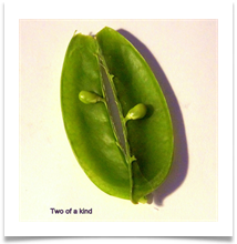 Two of a kind - 2 peas in a pod - Peter Birmingham